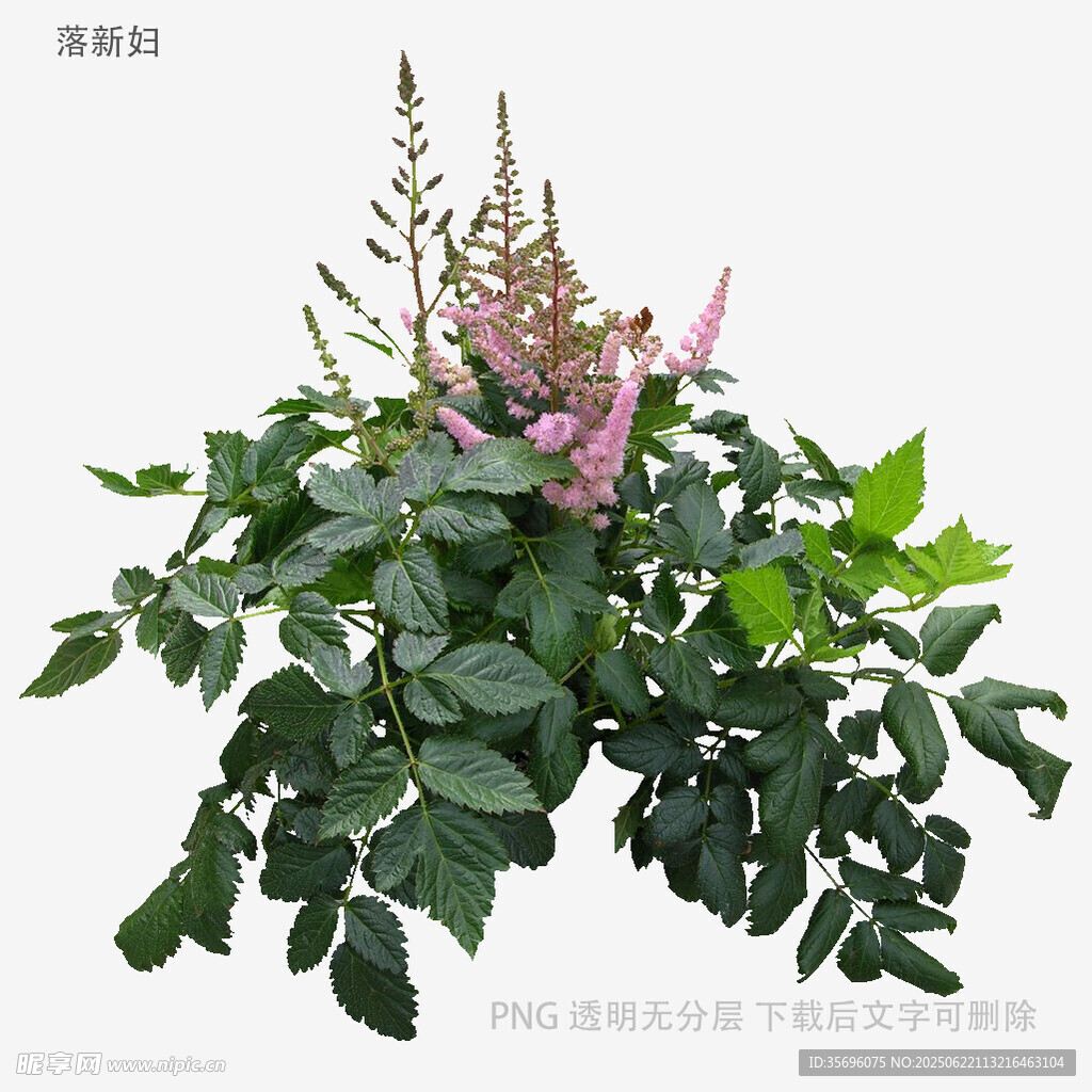 美麗羽扇豆植物特寫