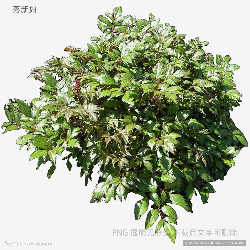 綠葉繁茂的綠色植物