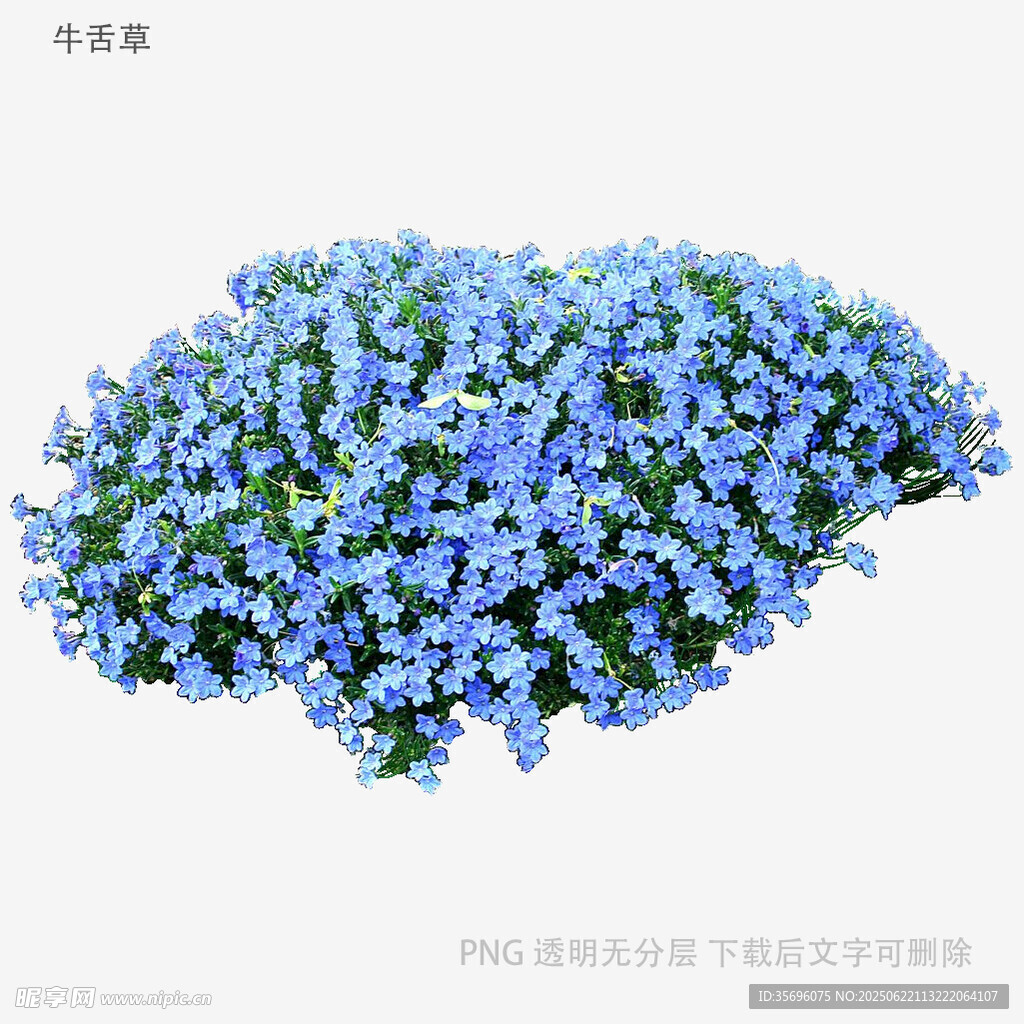 植物