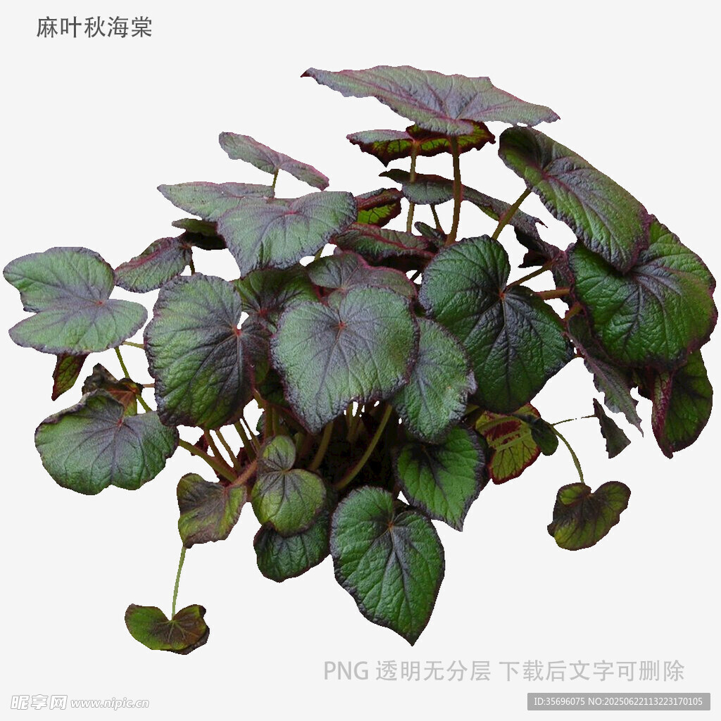 紫葉秋海棠植物特寫