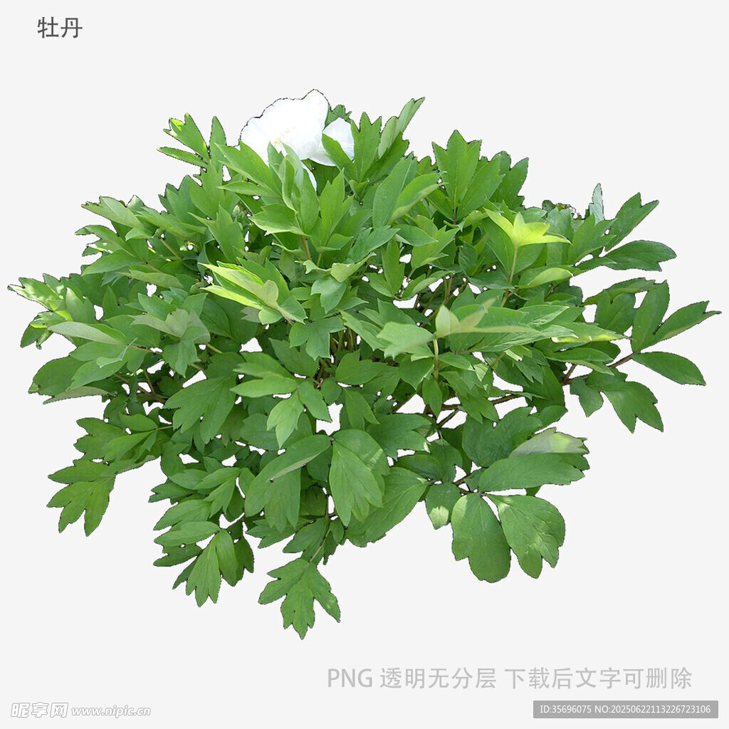 翠綠茂盛的盆栽植物