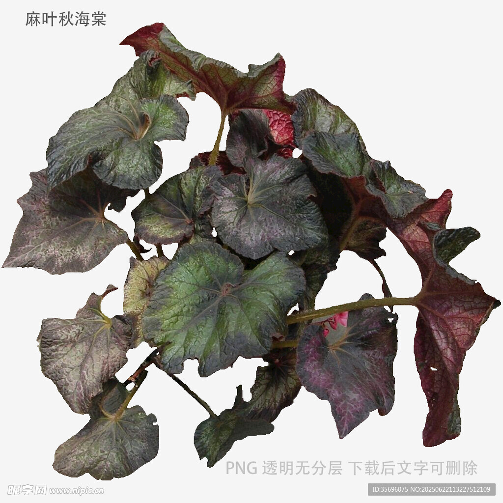紫葉秋海棠植物特寫