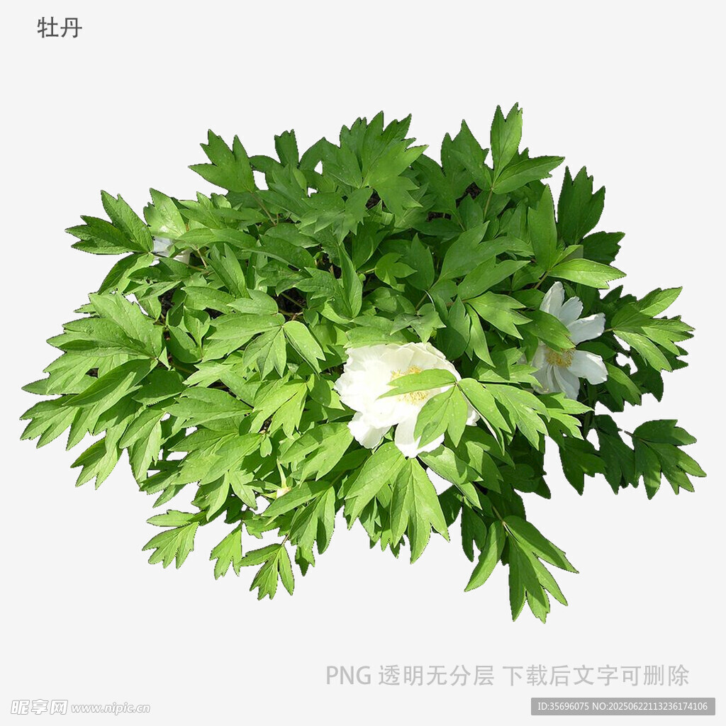 新鮮翠綠的芹菜葉