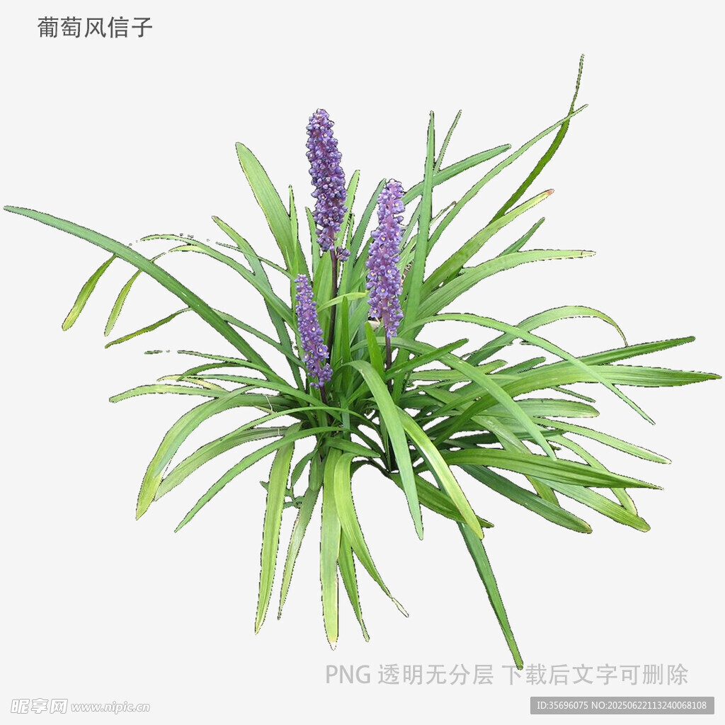 紫色穗狀綠植盆栽