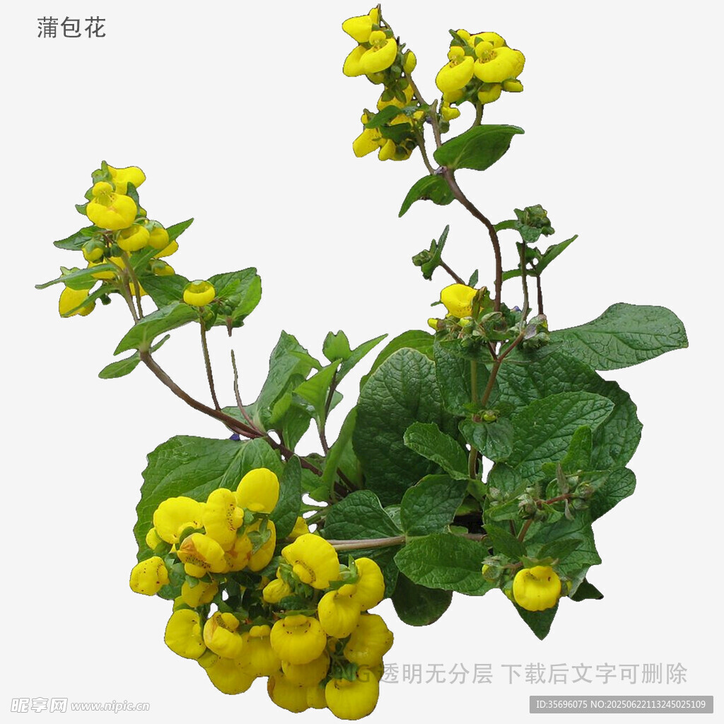 美麗棣棠花綻放