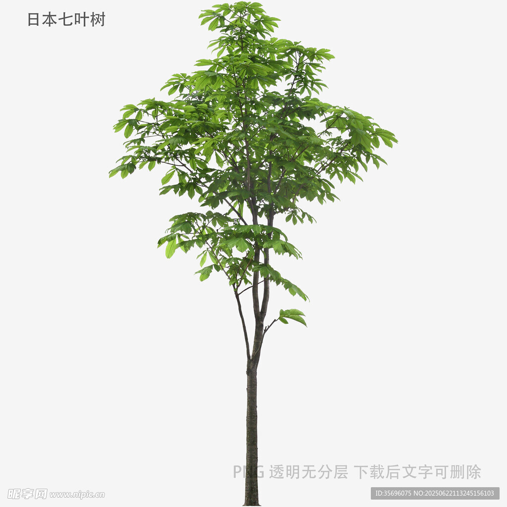 單棵綠樹模型