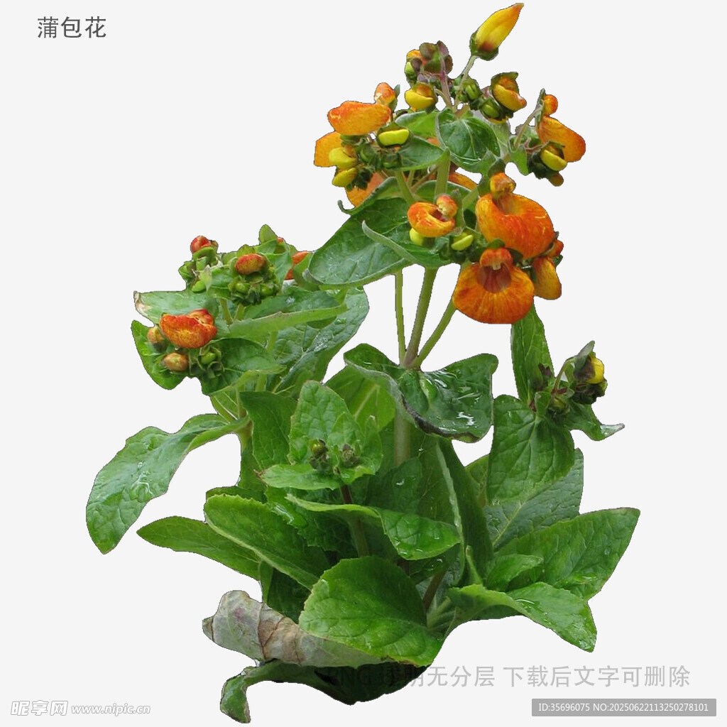荷包花盆栽