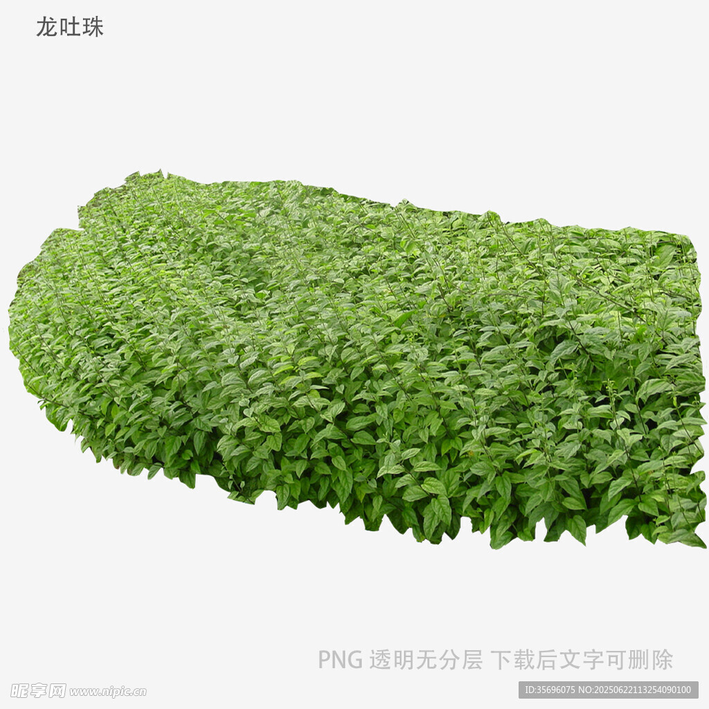 綠色茂盛植物墻景觀