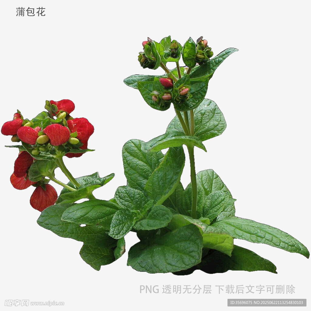 鮮艷長壽花綻放綠意間