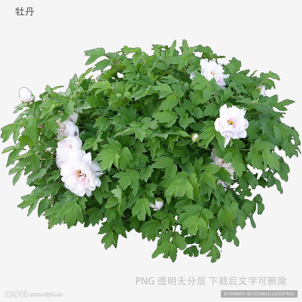 綠葉叢中綻放的白色花朵