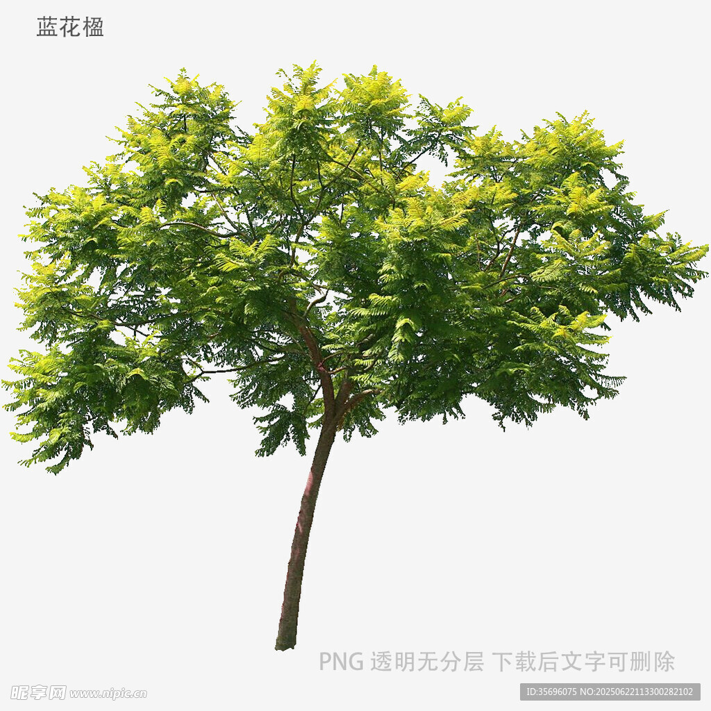 單棵綠樹3D模型展示