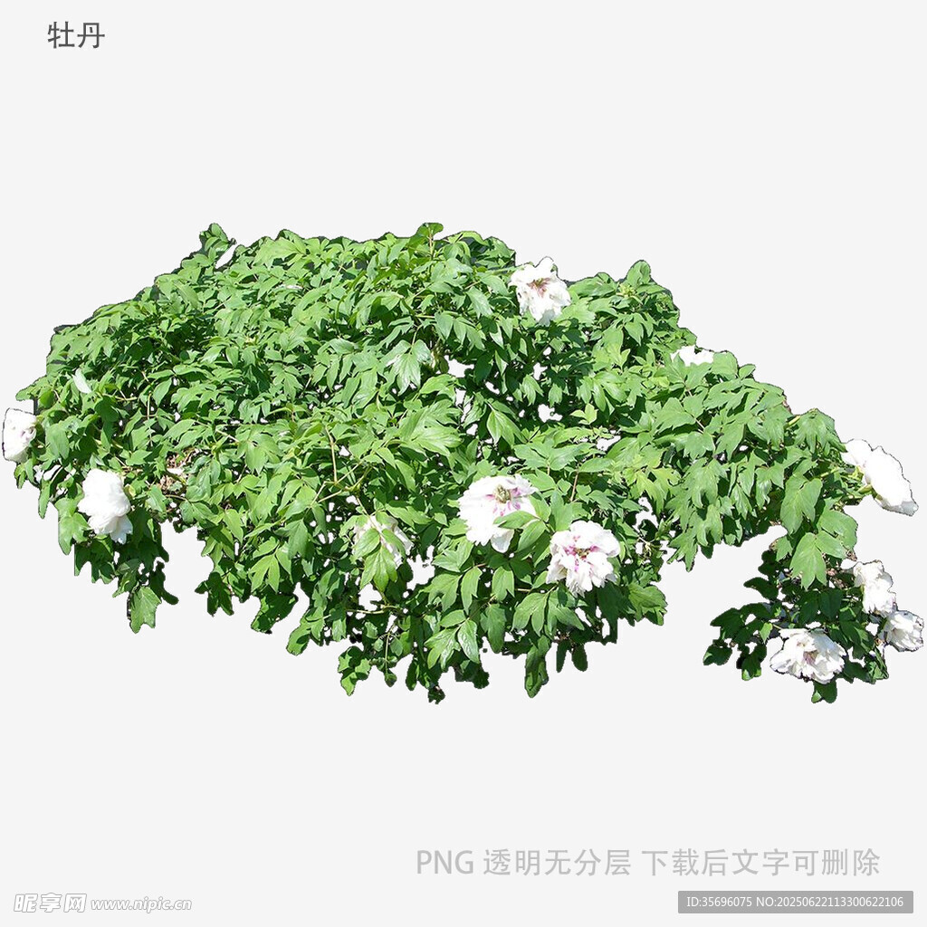 植物