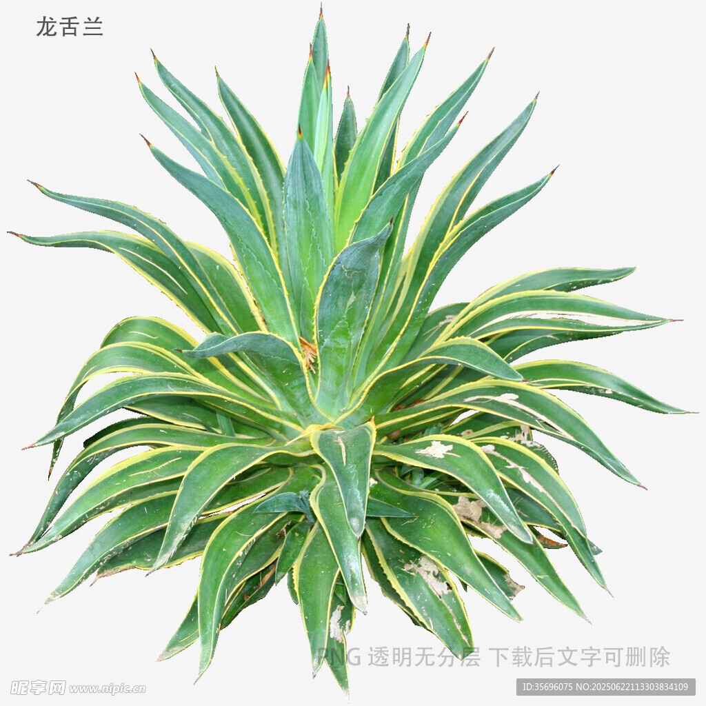 翠綠金邊龍舌蘭植物特寫