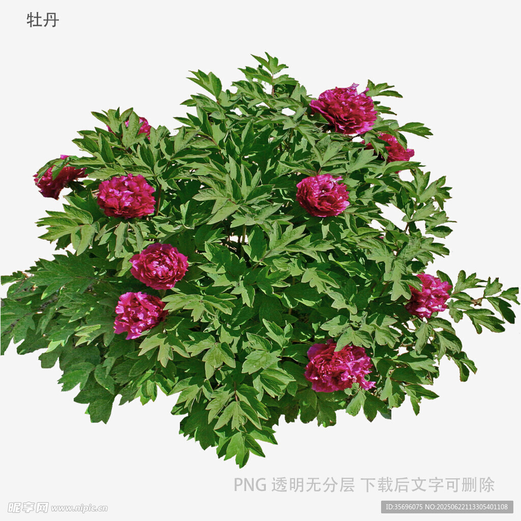 盛開的紫紅色牡丹花植株