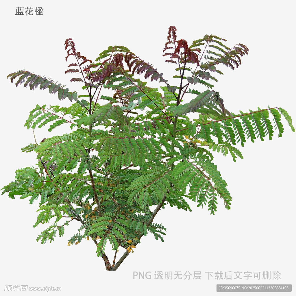 羽狀復(fù)葉植物特寫