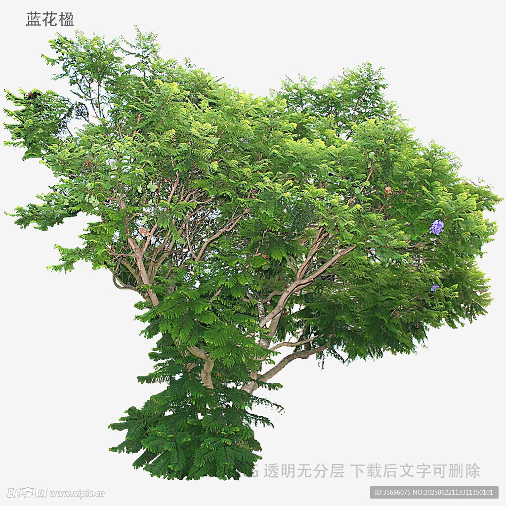 植物
