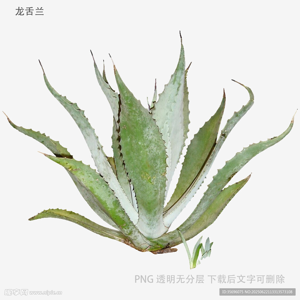 翠綠蘆薈植物特寫