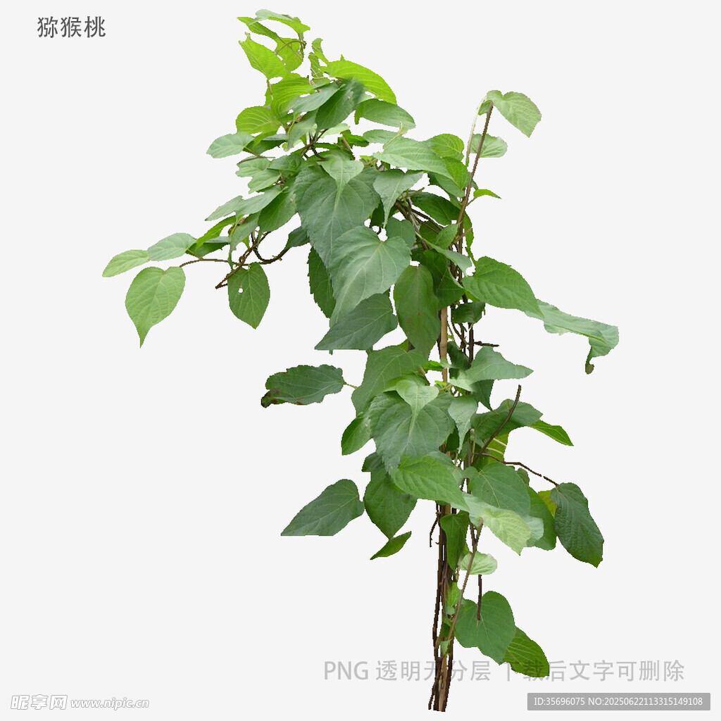 綠色植物枝干特寫