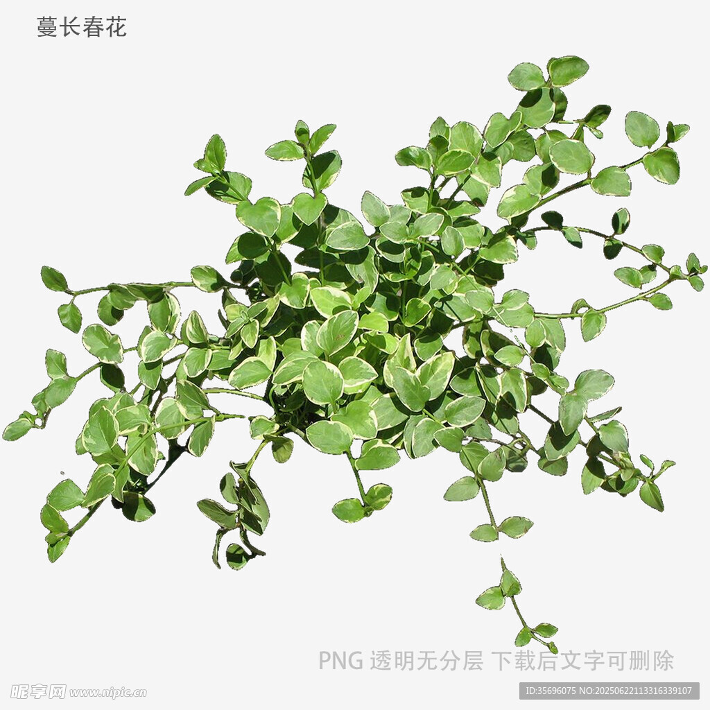 翠綠清新的蔓生植物