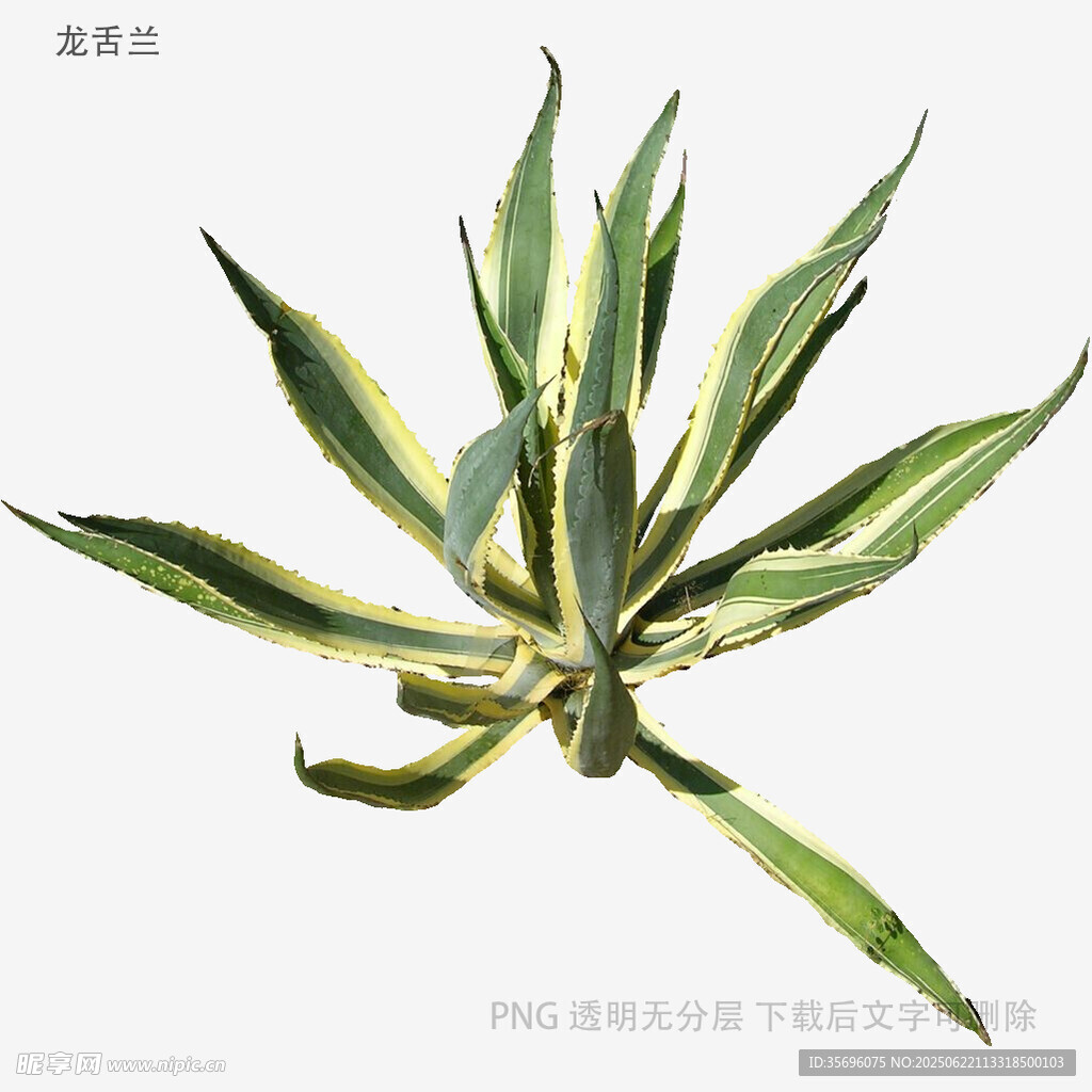 金邊龍舌蘭植物特寫