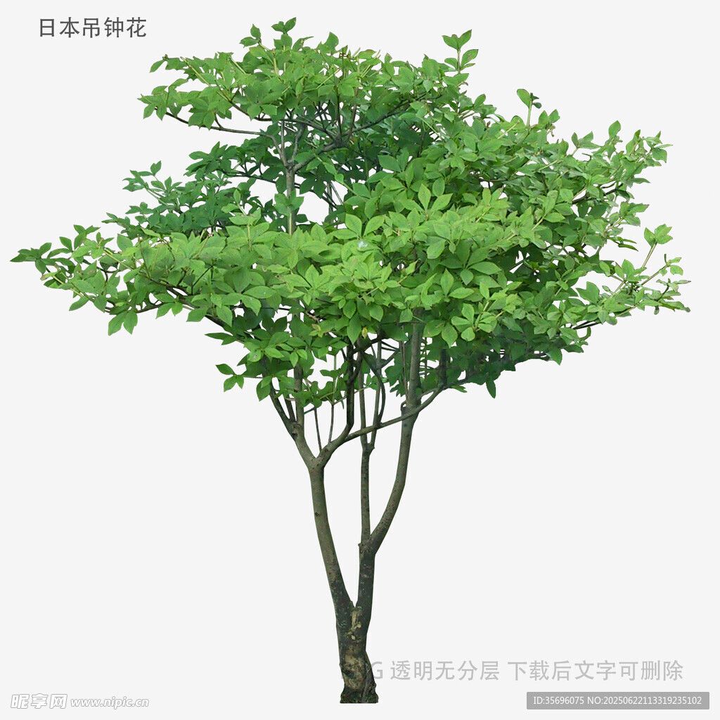 單棵翠綠樹木特寫