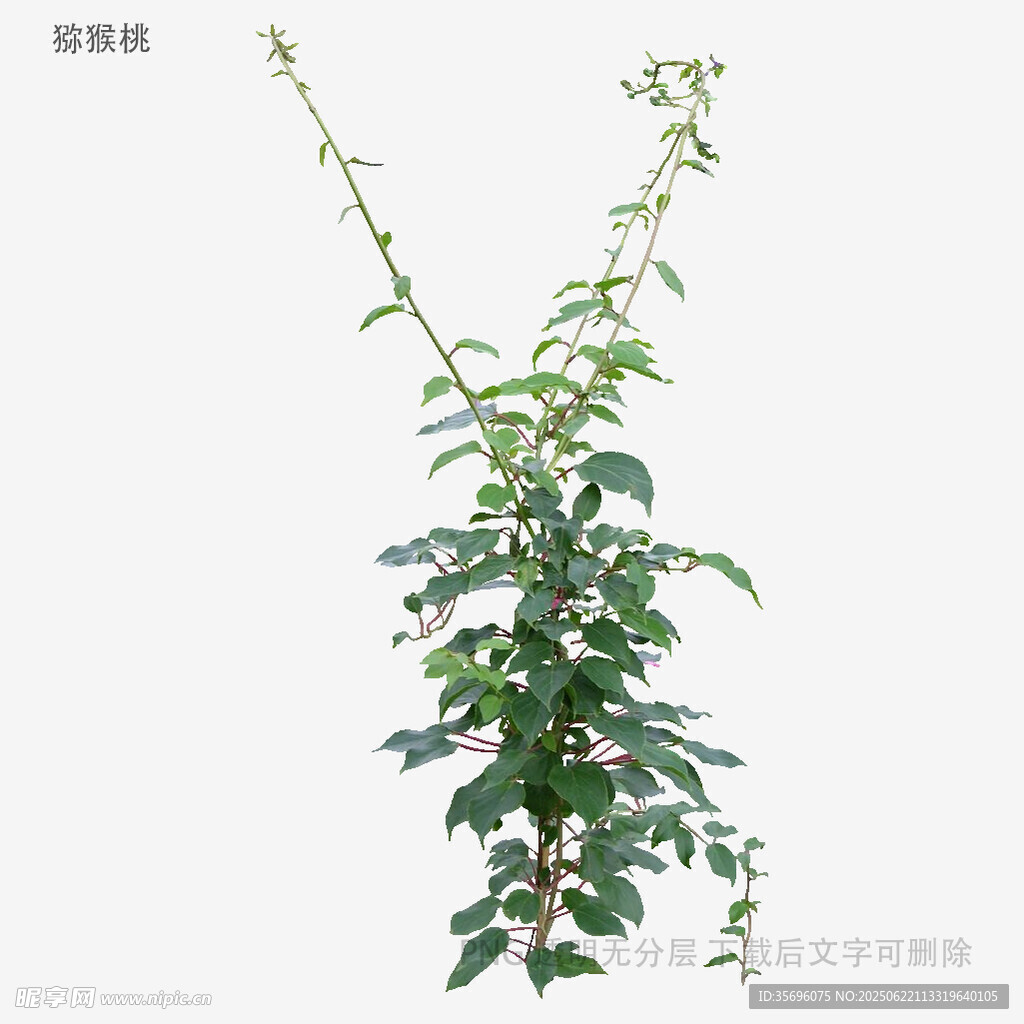 植物