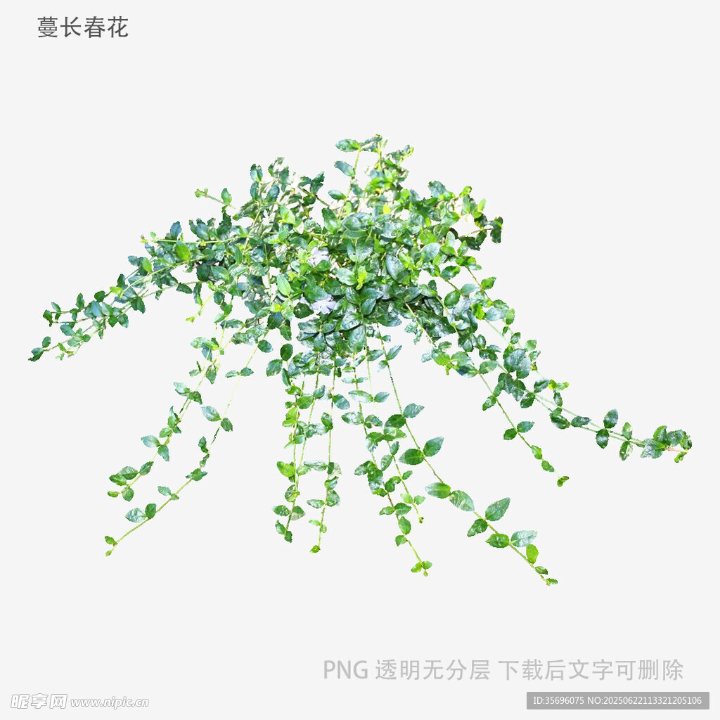 植物