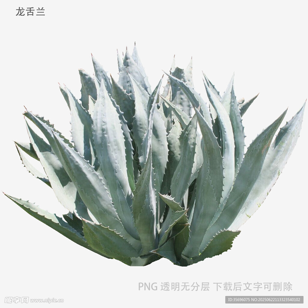 銀邊龍舌蘭植物特寫