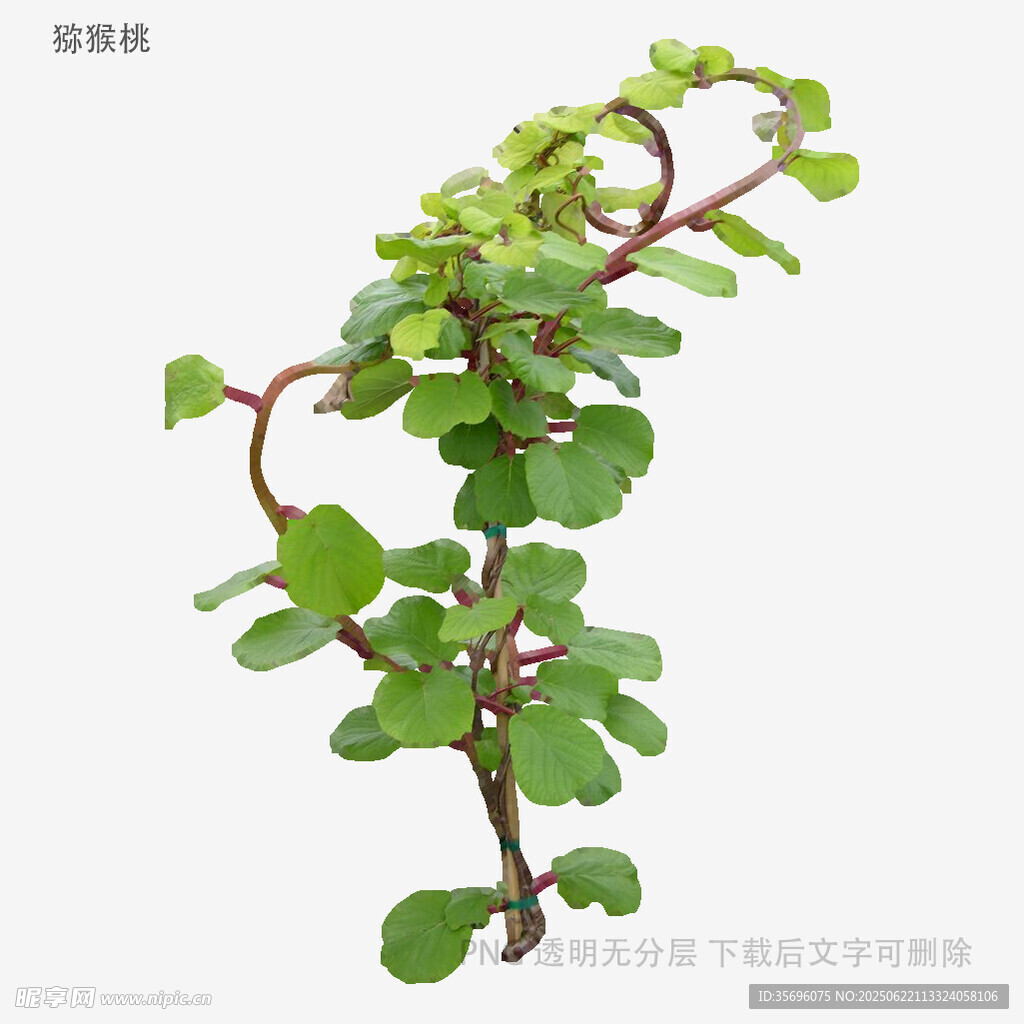 翠綠馬齒莧植株特寫