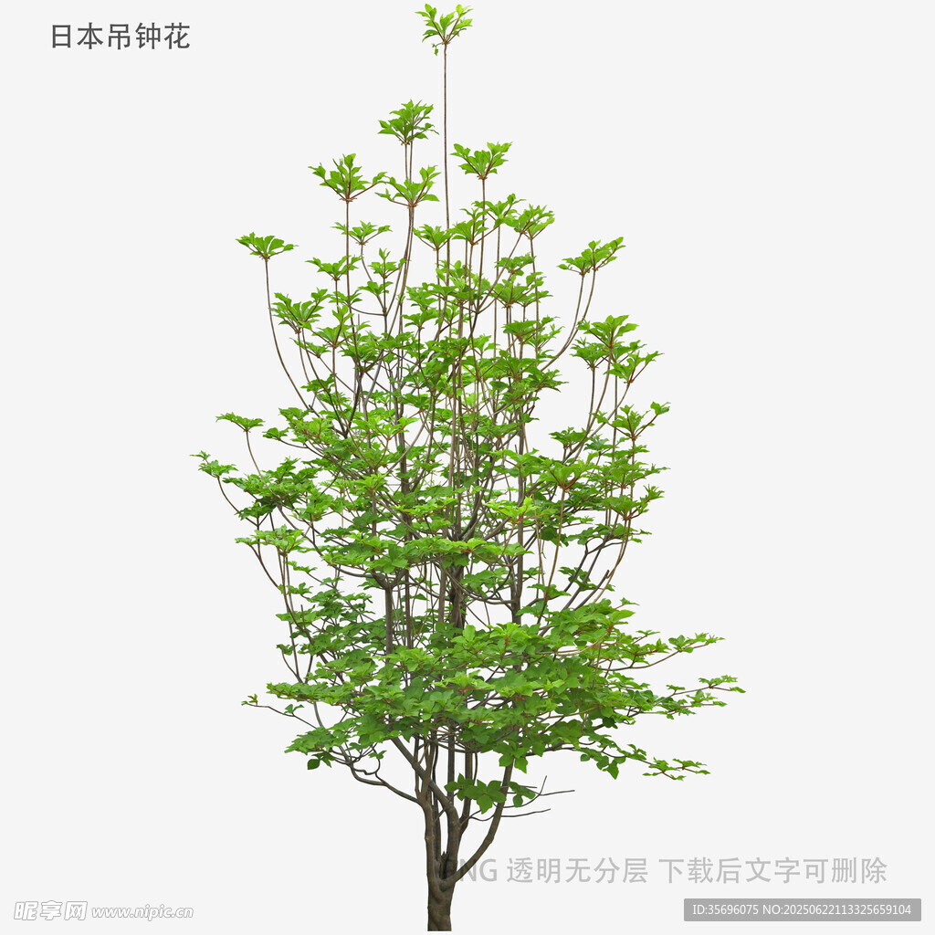 單棵綠樹3D模型展示