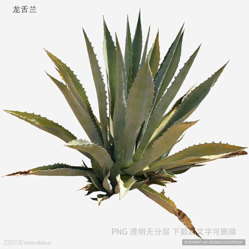 蘆薈植物特寫