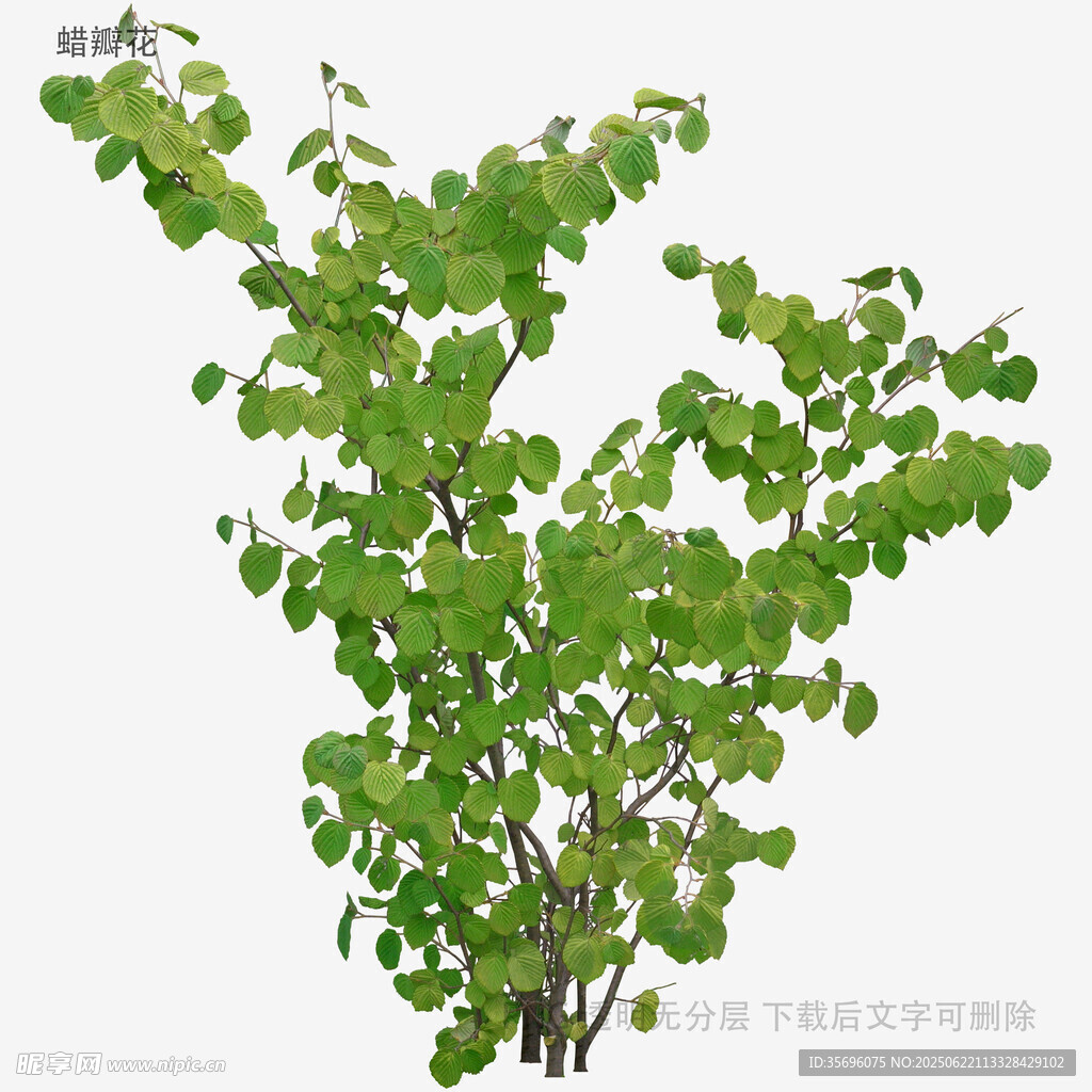 翠綠繁茂的綠植盆栽