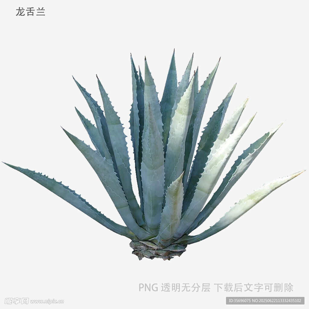 藍綠色蘆薈植物特寫