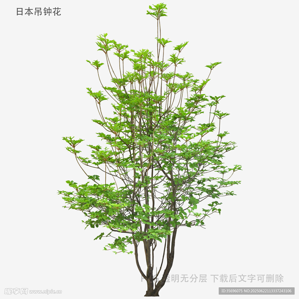 綠葉繁茂的單株小樹