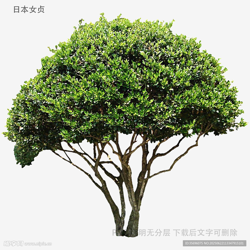 球形綠植盆景