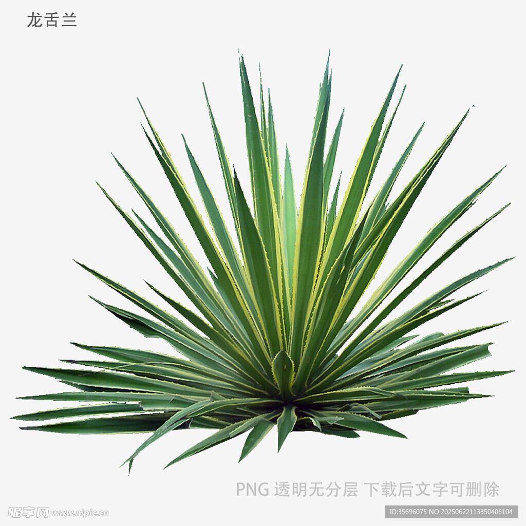 龍舌蘭植物特寫