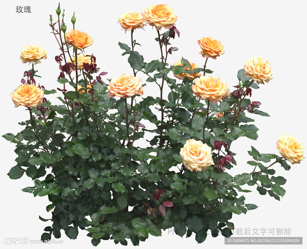 植物
