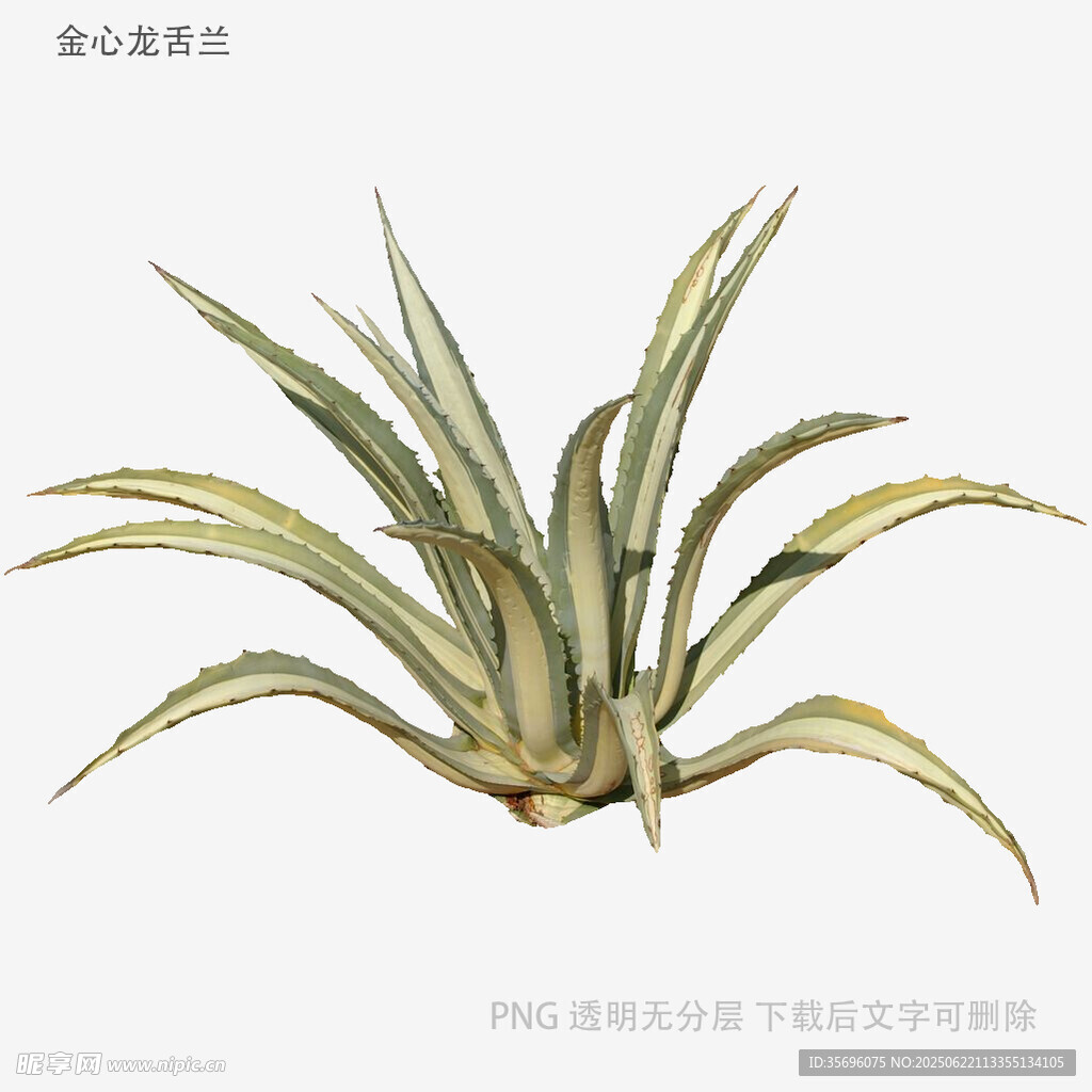 金邊虎皮蘭植物插畫