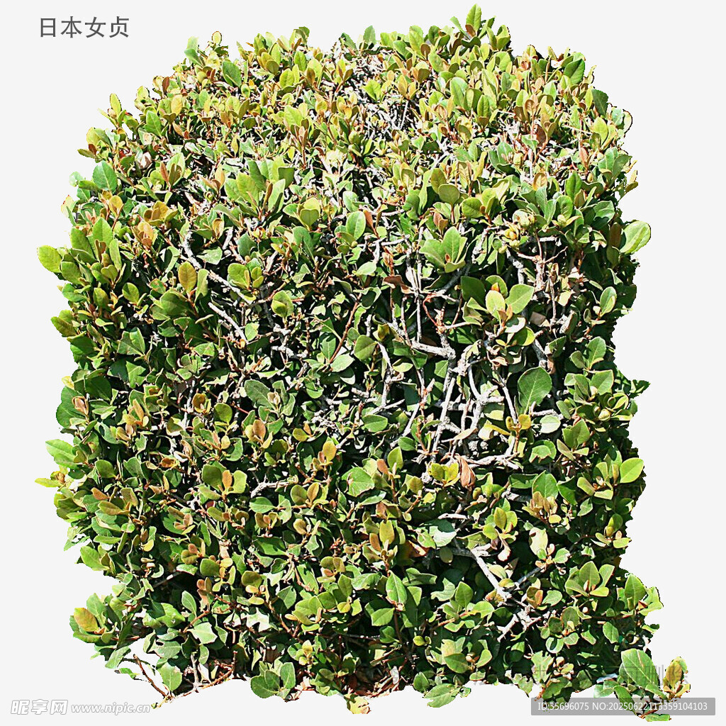 翠綠繁茂的綠植墻景觀