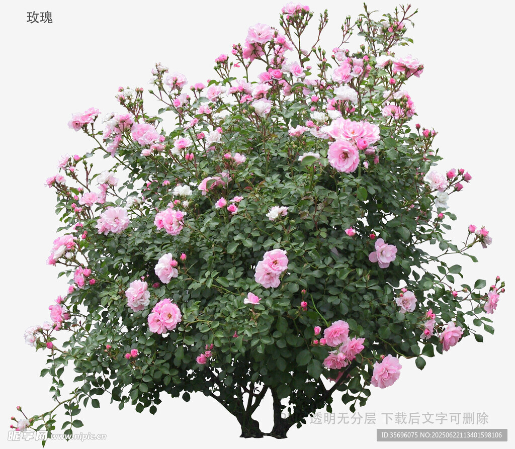 粉色繁花灌木樹