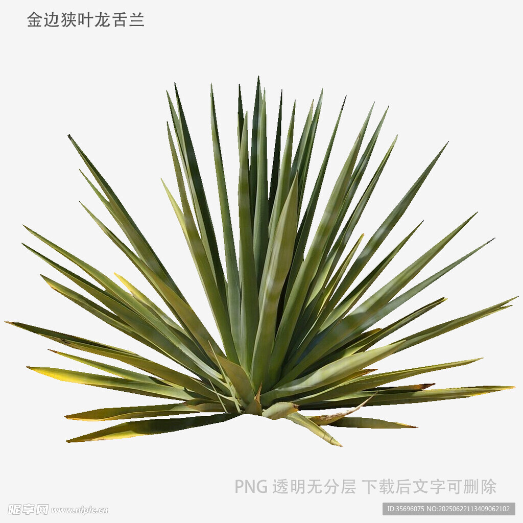 龍舌蘭植物特寫