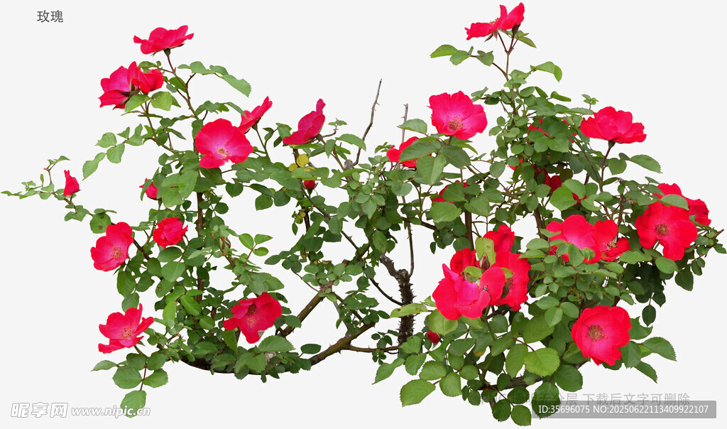 鮮艷綻放的紅色薔薇花