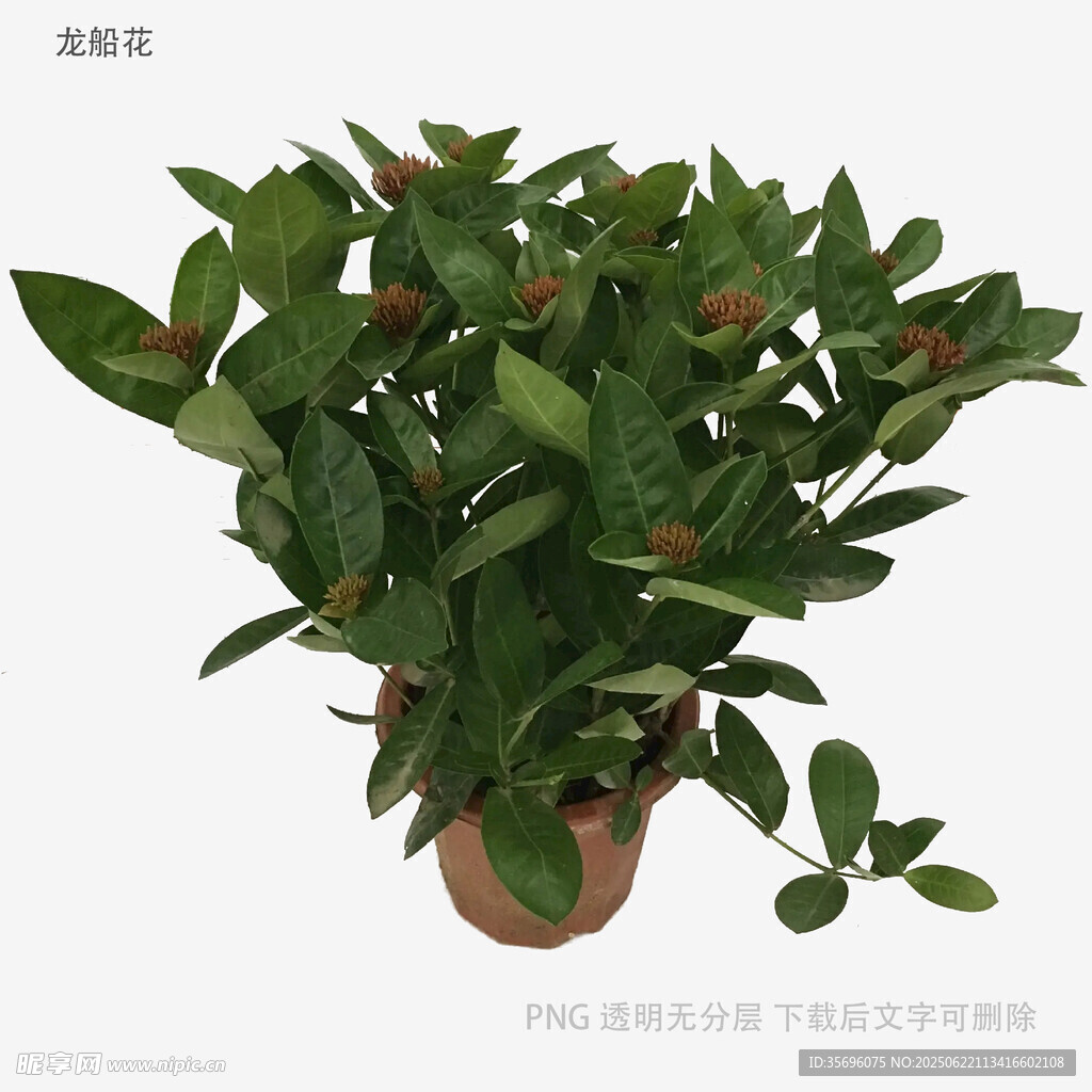 綠葉繁茂的盆栽植物