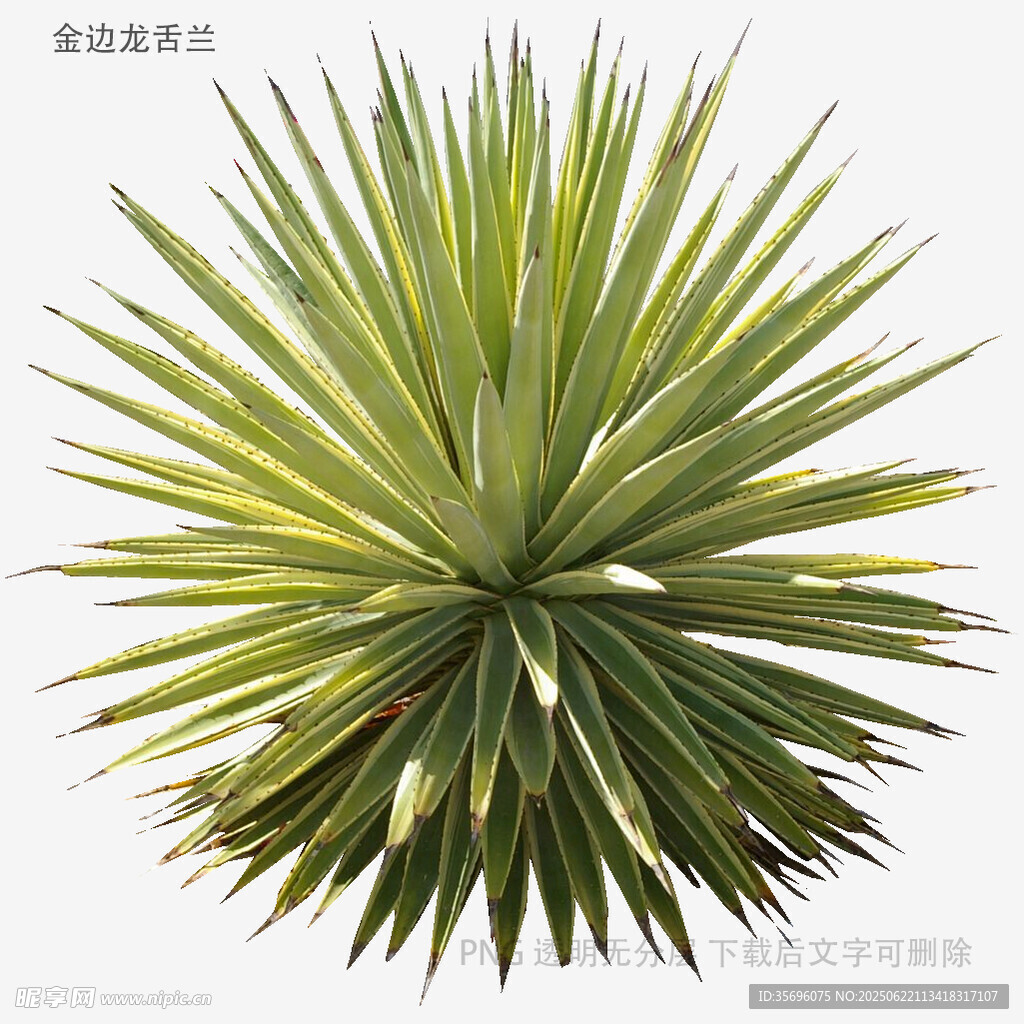 龍舌蘭植物特寫(xiě)