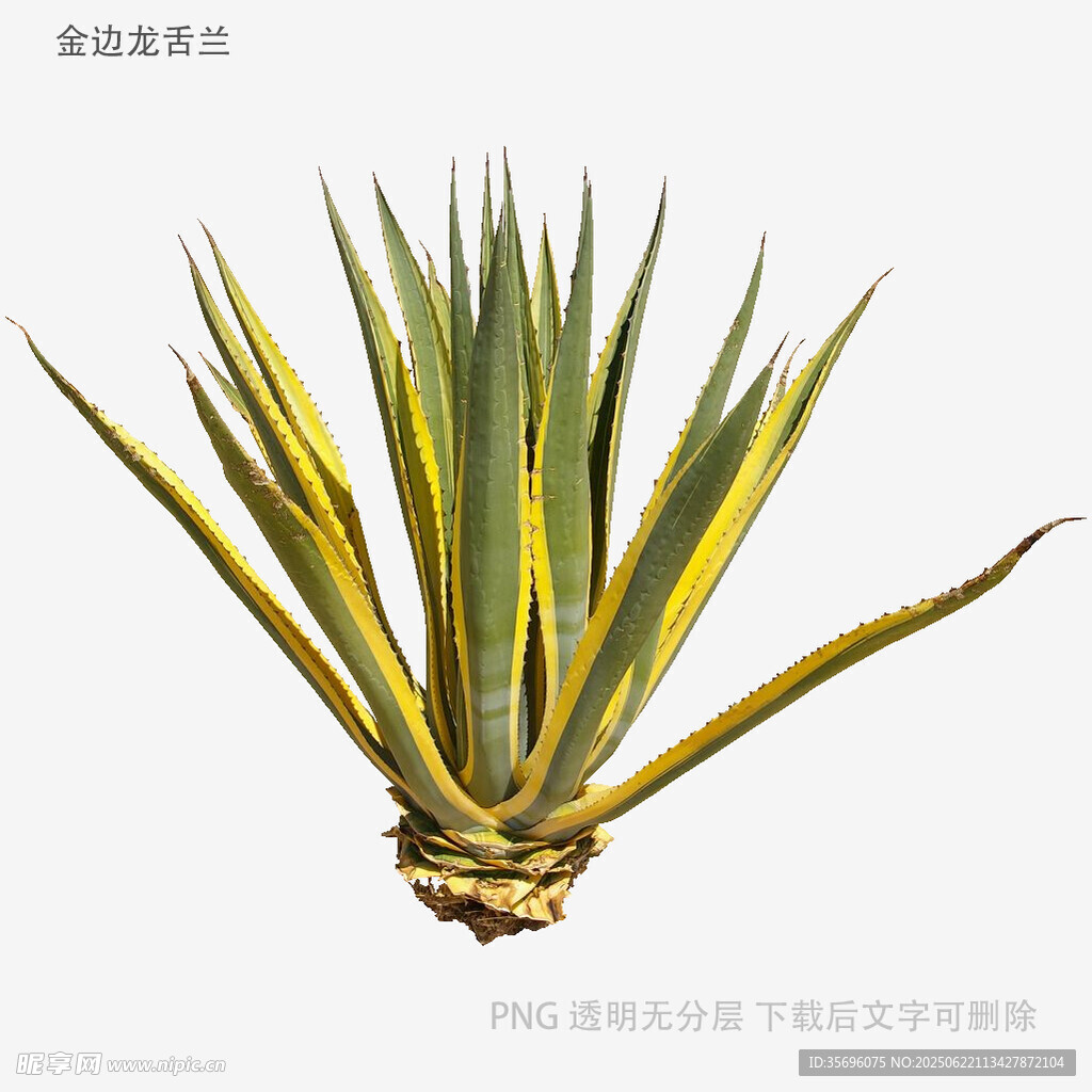 金邊龍舌蘭植物特寫