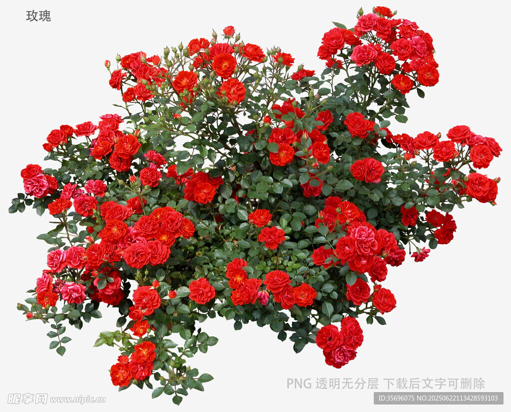 鮮艷紅薔薇綻放