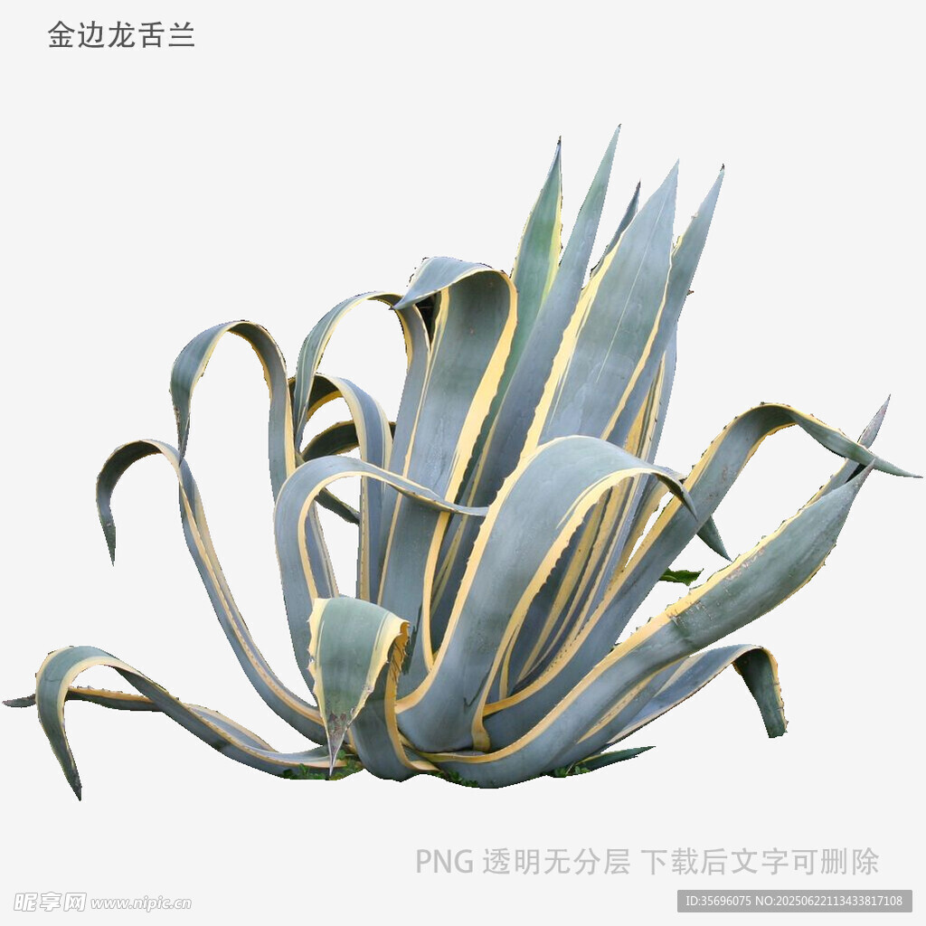 藍綠色金邊龍舌蘭植物