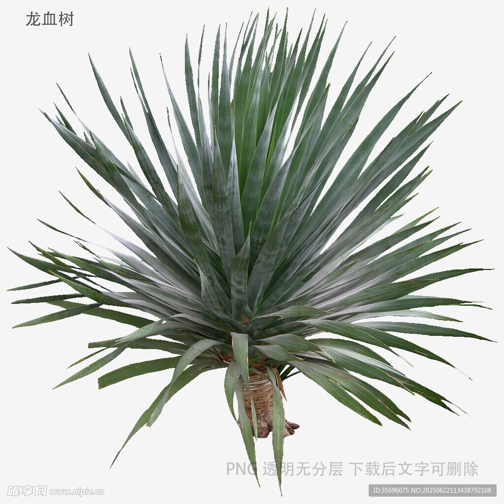 龍舌蘭植物特寫(xiě)