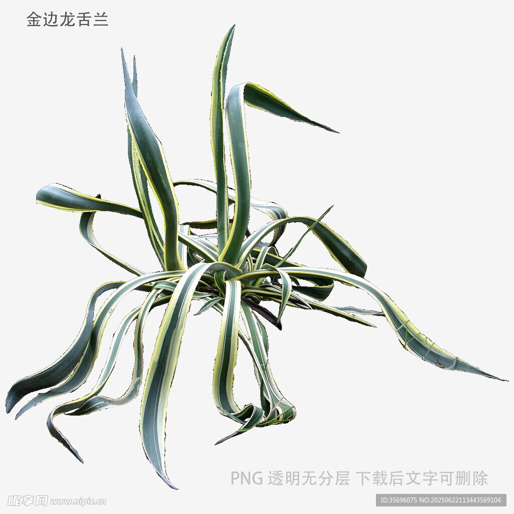 銀邊吊蘭特寫