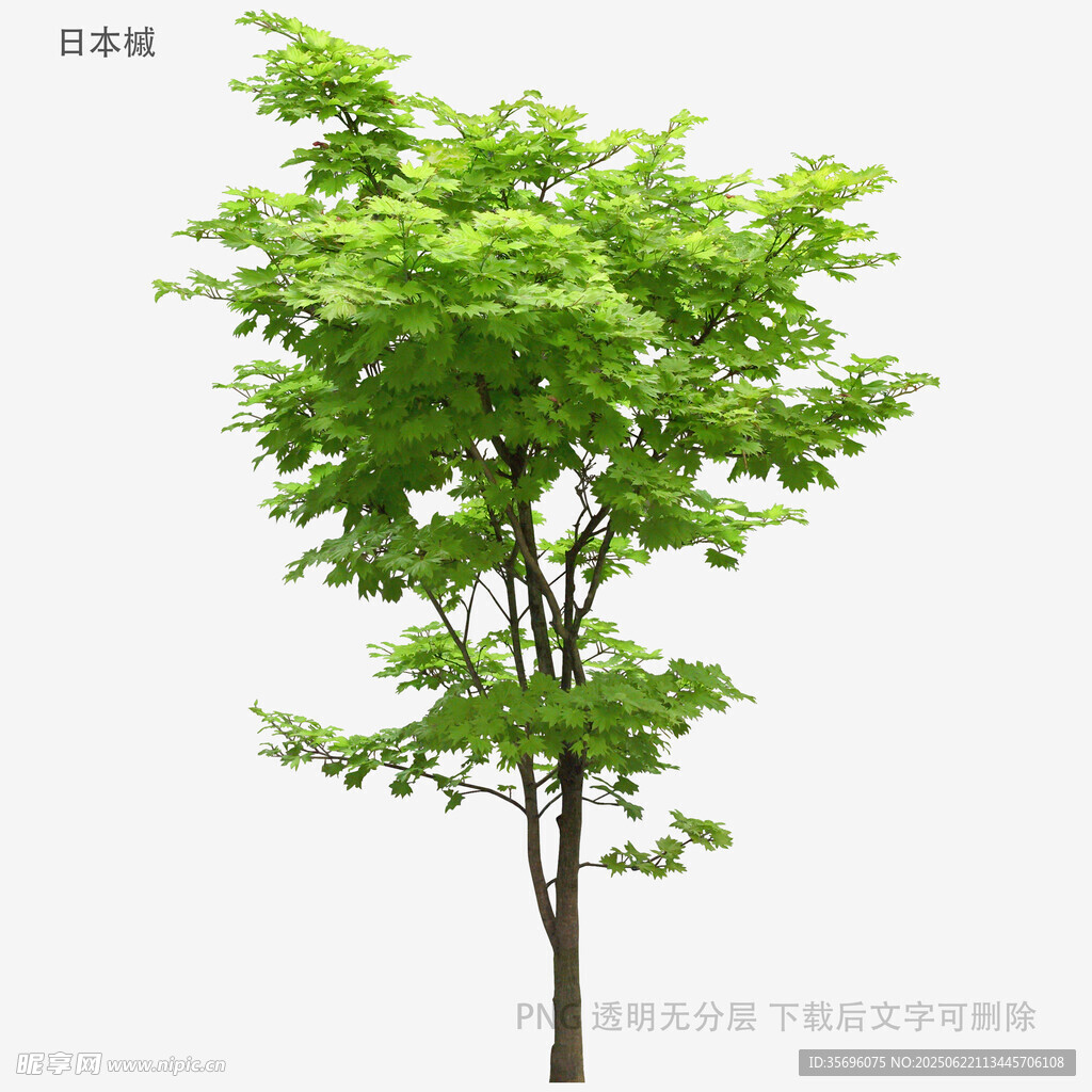 綠葉繁茂的單棵樹(shù)木